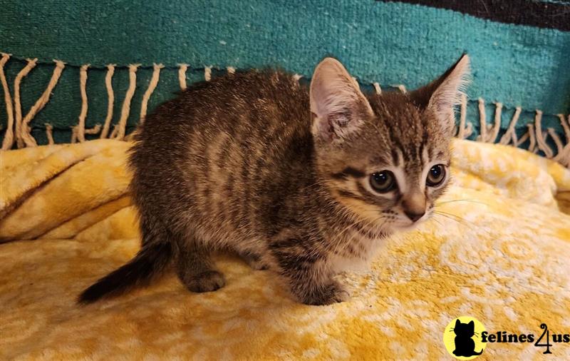 a munchkin cat sitting on a blanket