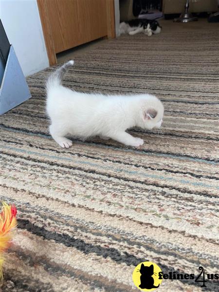 a white munchkin cat on a rug