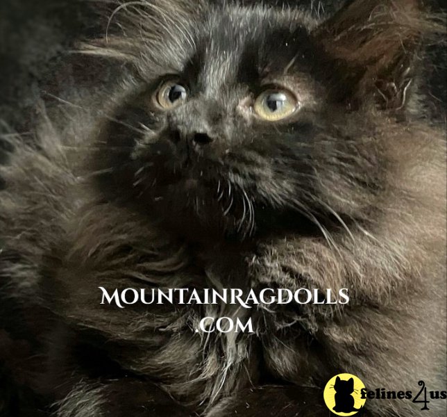 Mountain Ragdolls