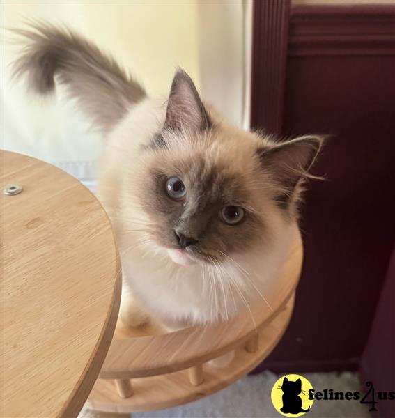 a ragdoll cat sitting on a chair