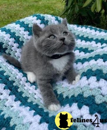 a british shorthair cat lying on a blanket