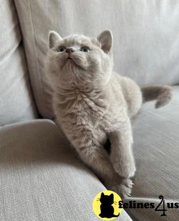 a british shorthair cat sitting on a couch