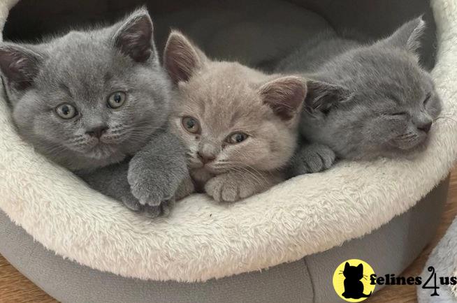 a group of british shorthair british shorthair kittens in a british shorthair cat bed