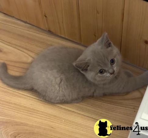 a british shorthair cat lying on a wood floor