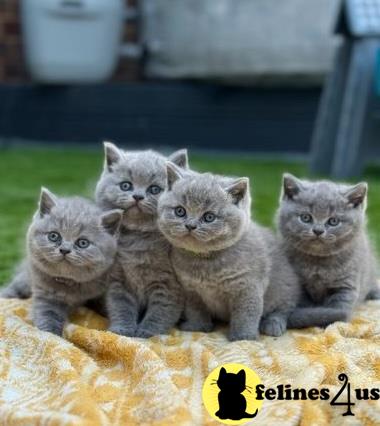 a group of british shorthair british shorthair kittens