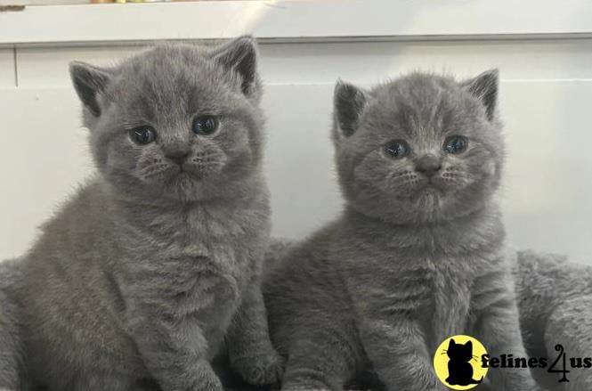 a couple of british shorthair cats