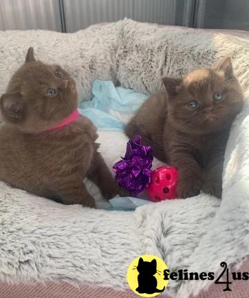 a british shorthair cat and a british shorthair kitten on a blanket