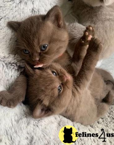 a british shorthair kitten and a lion cub