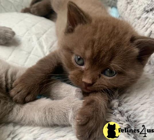 a british shorthair kitten lying on its back