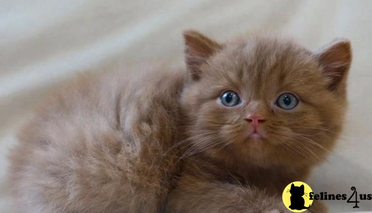 a british shorthair kitten with a yellow tag