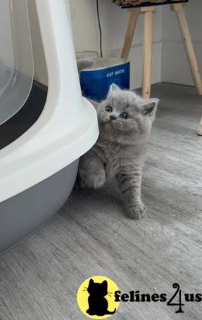 a british shorthair kitten sitting on a wood floor