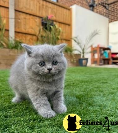 a british shorthair cat sitting on grass