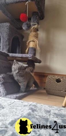 a british shorthair cat from a rope