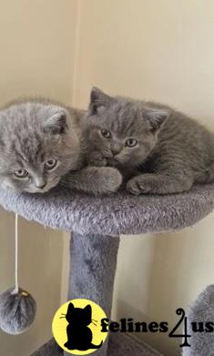 two british shorthair british shorthair kittens on a british shorthair cat tree