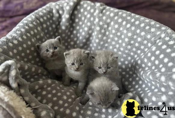 a group of british shorthair british shorthair kittens in a basket