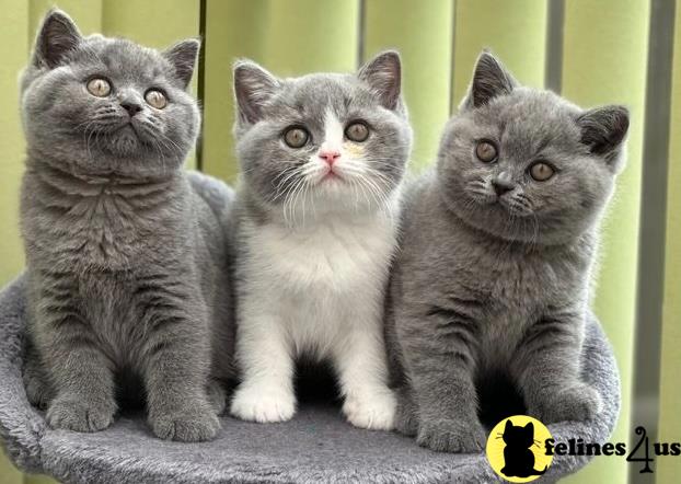 a group of british shorthair cats