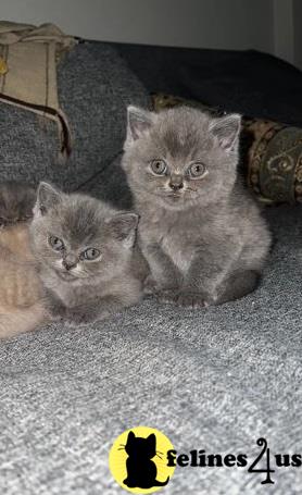 two british shorthair british shorthair kittens on a carpet