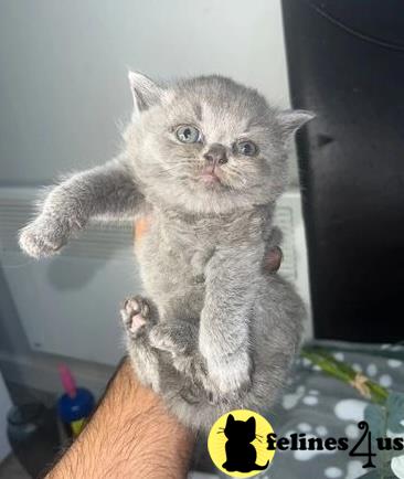 a british shorthair cat on a persons hand