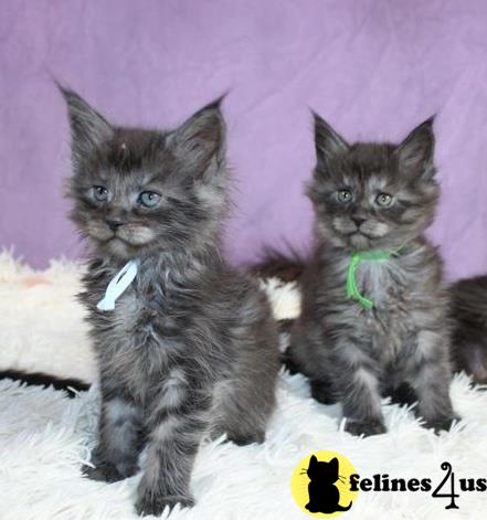 two maine coon maine coon kittens with collars