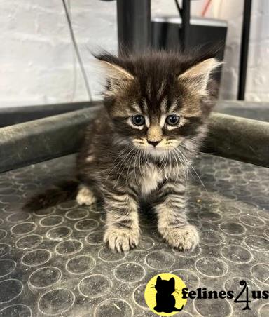 a maine coon kitten sitting on a carpet