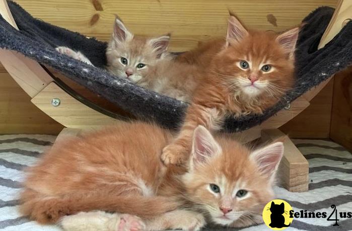 a group of maine coon maine coon kittens in a basket