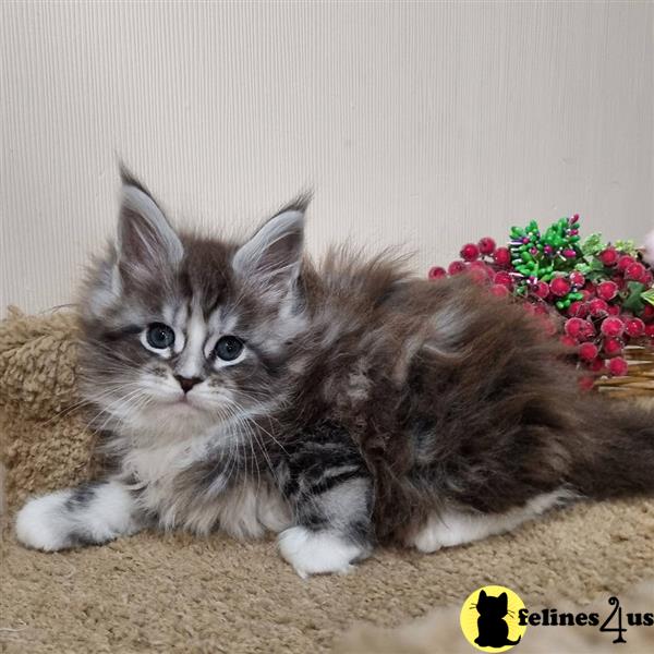 a maine coon cat lying on the ground