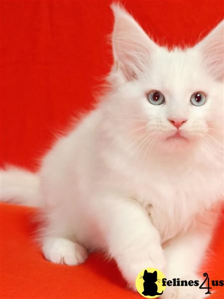 a white maine coon cat with a yellow tag