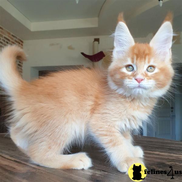 a maine coon cat with a bow tie