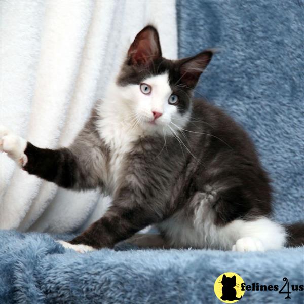 a maine coon cat lying on a blanket