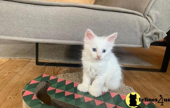 a white maine coon kitten on a rug