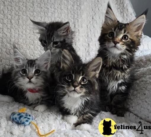 a group of maine coon maine coon kittens