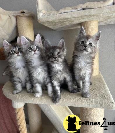 a group of maine coon maine coon kittens on a shelf