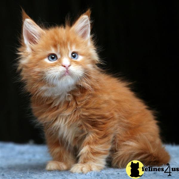 a maine coon cat sitting on a rock