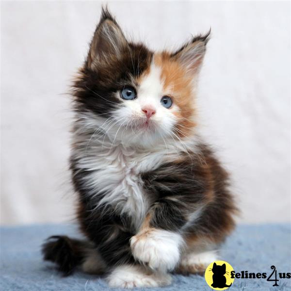 a maine coon kitten sitting on a blue surface