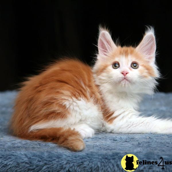 a maine coon cat lying on a blanket