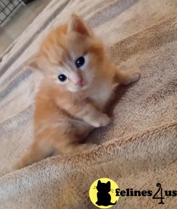 a munchkin cat lying on a blanket