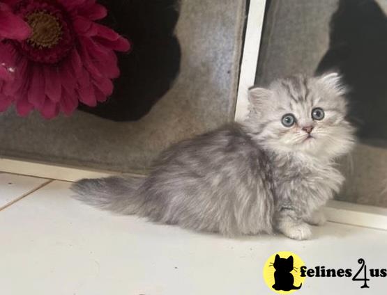 a munchkin cat sitting on a window sill