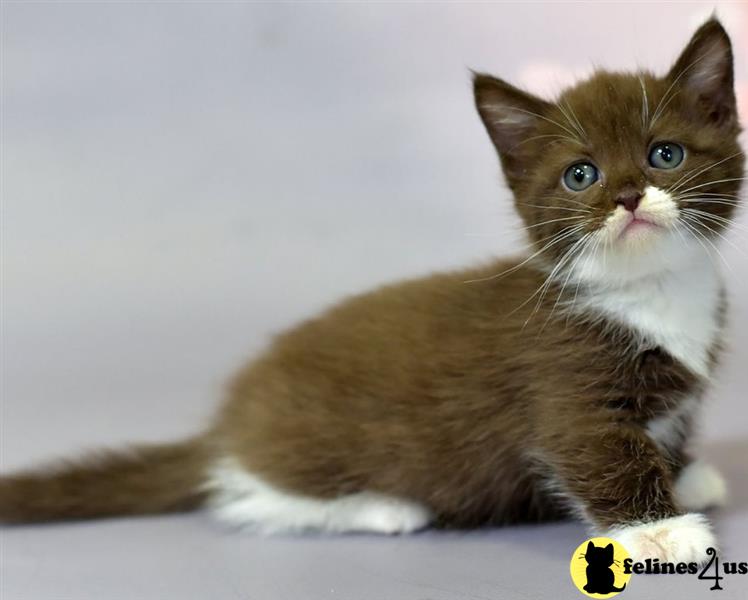 a munchkin cat with a sad expression