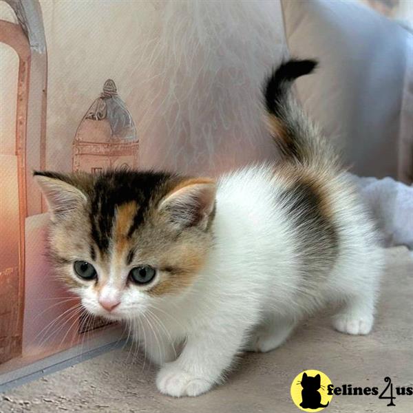 a munchkin cat standing on a carpet