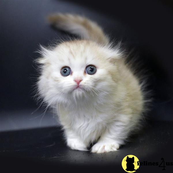 a munchkin kitten with blue eyes