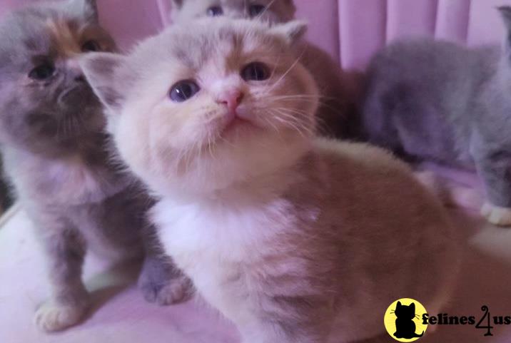 a group of munchkin munchkin kittens