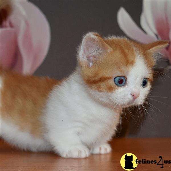 a munchkin kitten with a flower on its head