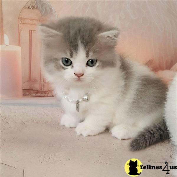 a munchkin cat sitting on the floor