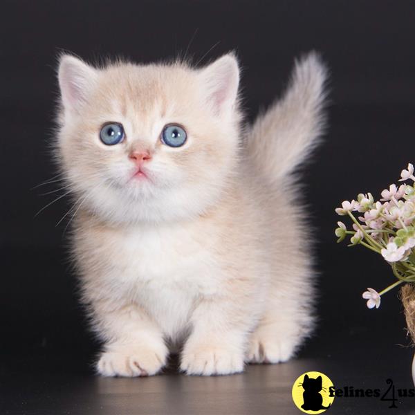 a white munchkin cat with blue eyes