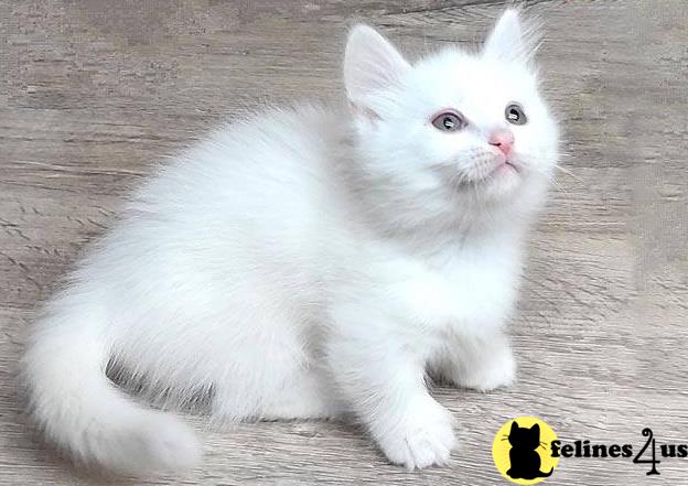 a white munchkin cat with a yellow flower