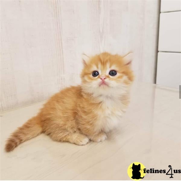 a munchkin cat sitting on a tile floor