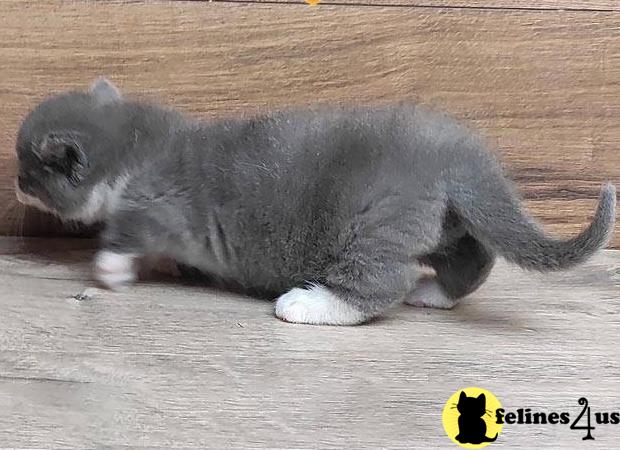 a munchkin cat lying on the ground