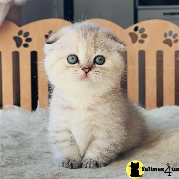 a munchkin cat sitting on a blanket