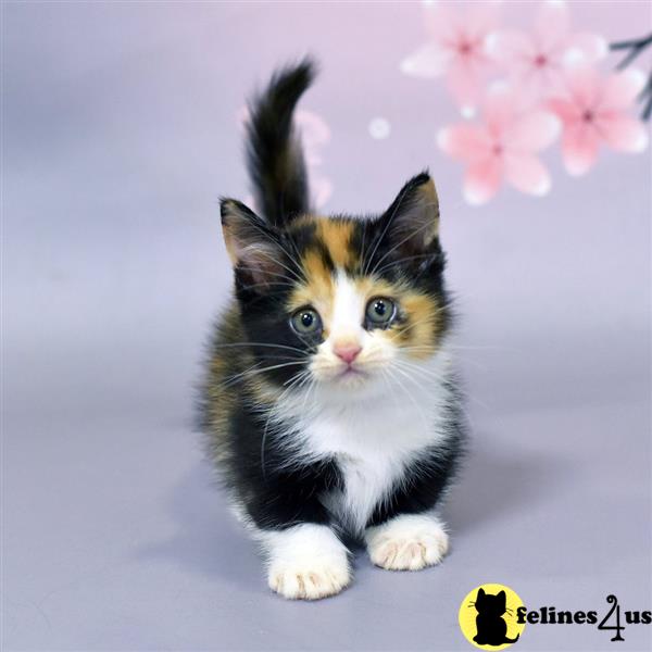 a munchkin cat with a flower on its head