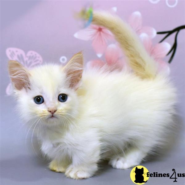 a munchkin kitten with a flower crown